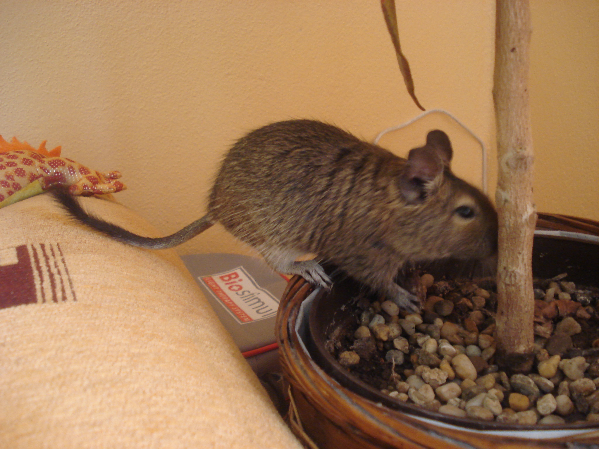 DSC05137.JPG